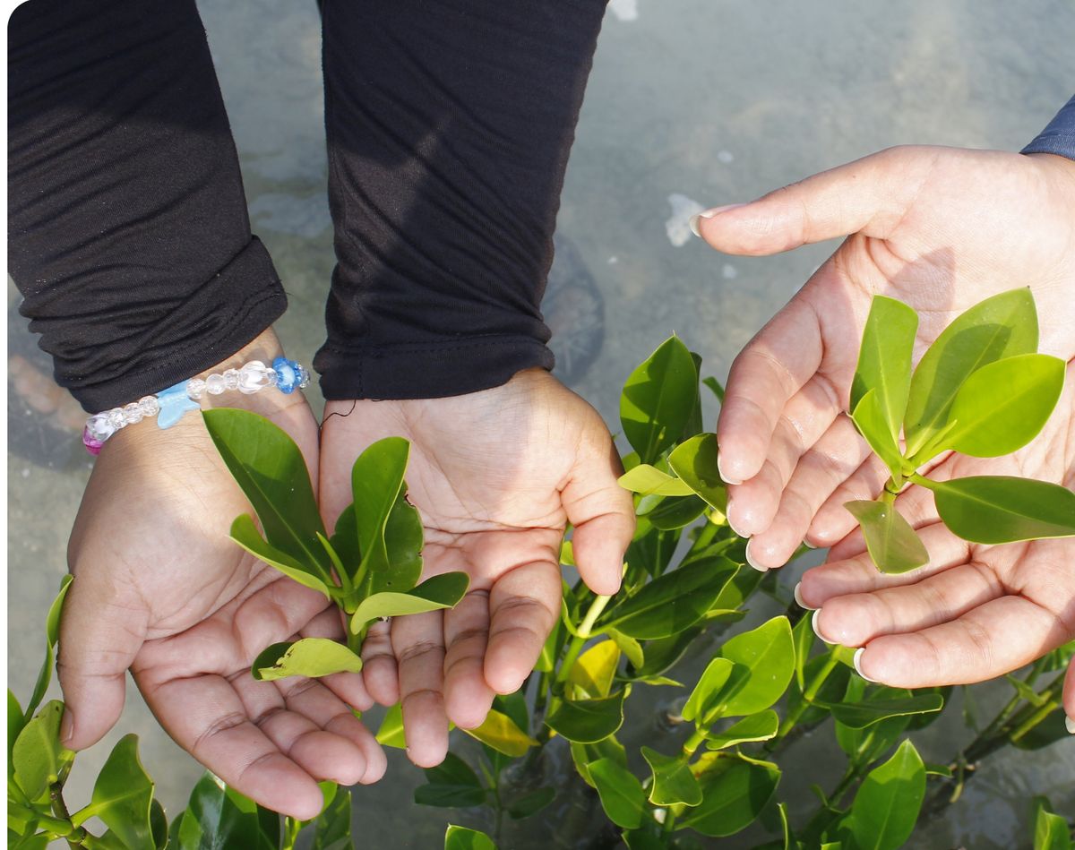 Two pairs of hands holding young mangrove propagules over a nursery bed