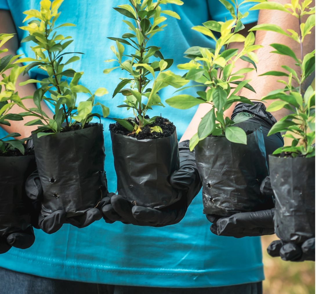 Gloved hands holding a row of potted tree seedlings ready for planting