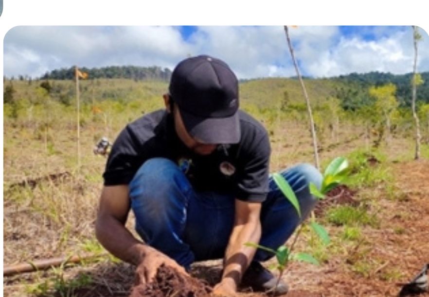 A worker planting an agroforestry seedling in open, dry ground